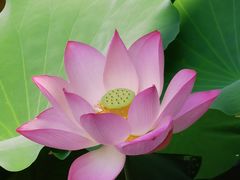 -荔湾湖公园