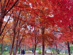 -长春市南湖公园