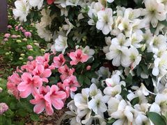 -上海滨江森林公园