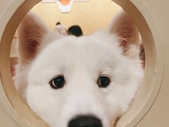 -和它·交个朋友·狗咖猫咖(爱琴海店)