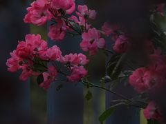 -上海滨江森林公园