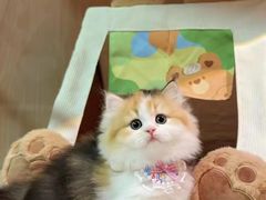 -欣宠猫屋·矮脚拿破仑·蓝金金渐层