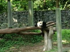 -都江堰中华大熊猫苑