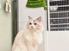 -有喵·猫咖·狗咖·30几只猫10只小狗(岗厦店)