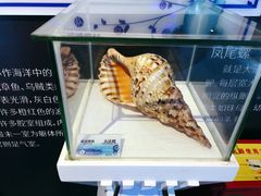 -贝壳梦幻世界