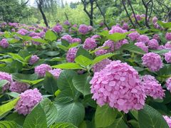 -上海滨江森林公园