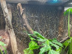 -广州长隆飞鸟乐园