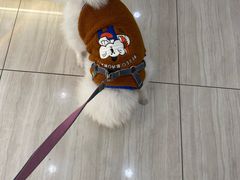 -申普宠物医院·眼科·心内科·影像科(普陀分院)