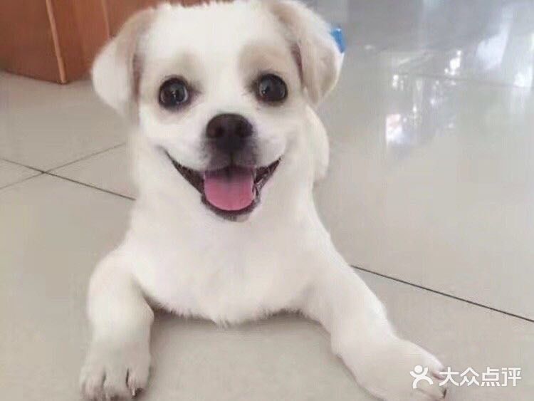 贝贝加油，你是最棒的。 作为狗狗，它们不仅可爱善良