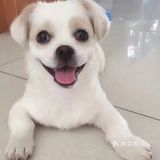 贝贝加油，你是最棒的。 作为狗狗，它们不仅可爱善良