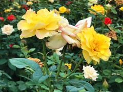 -莲花池公园