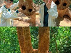 -上海佘山国家森林公园天马山园