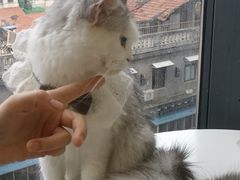 -怪兽屋·羊驼·猫咖·狗咖(俊华广场店)