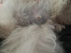 -佑安动物医院·全科·内窥镜中心(幸福巷店)