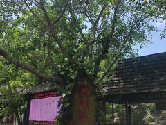 -呀诺达热带雨林