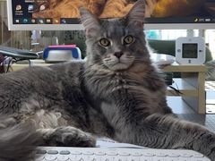 -老吴的猫·猫舍(新区店)
