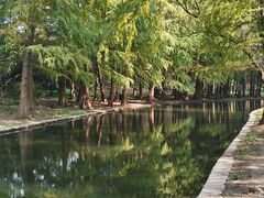 -上海共青森林公园