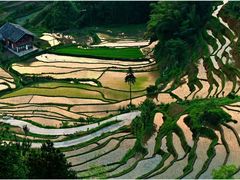 -紫鹊界梯田景区