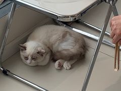 -怪兽屋·羊驼·猫咖·狗咖(俊华广场店)