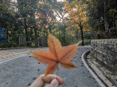 -广州市流溪河国家森林公园