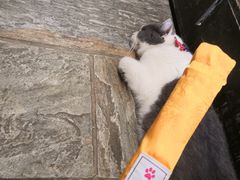 -猫咪博物馆(顶澳仔猫街店)