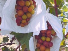 -马陆小张葡萄园农家乐