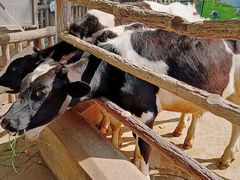 -昆明动物园