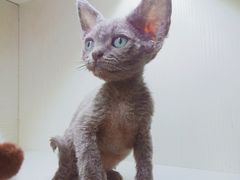 -70cat德文卷毛猫·缅因猫纯种猫舍