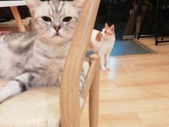 -猫咪派对(江南西店)