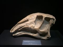 -呼伦贝尔民族博物馆