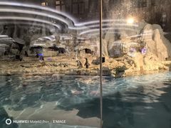 -帝企鹅自助餐厅•儿童岛•真企鹅(长隆企鹅酒店)