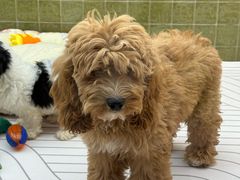 -帕帕拉兹宠物(亚洲旗舰店)