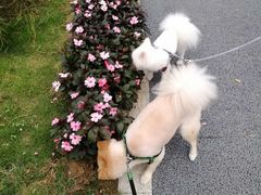 -帕帕拉兹宠物(亚洲旗舰店)