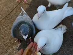-中粮·祥云小镇