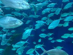 -上海海洋水族馆
