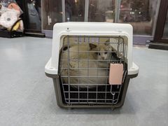 -瑞派雷欧宠物医院·中兽医·眼科·急重症转诊中心(黄台店)