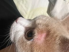 -艾吉宠物医院·疑难杂症转诊中心·猫友好(碧江路院)