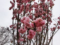 -天适樱花悠乐园