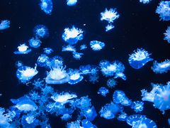 -成都浩海立方海洋公园