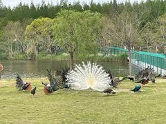 -东平国家森林公园