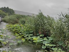 -金鸡湖景区
