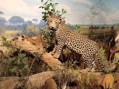 -陕西自然博物馆