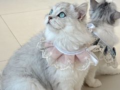 -怪兽屋·羊驼·猫咖·狗咖(俊华广场店)