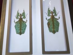 -上海昆虫博物馆