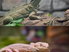 -正佳雨林生态植物园