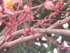 -东莞植物园