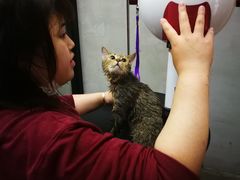 -PETKIT 小佩宠物·低压洗护·美容·寄养(安远店)