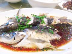 清蒸野生大鲈鱼-南湖船菜大酒店