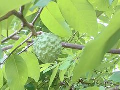 -云溪植物园