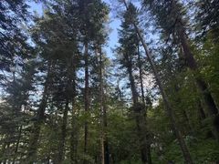 -五营红松林海景区